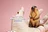 Mr.Z  MRZ054 1/6 Cavia Porcellus Marmota Model Cute Animal Statue Scene Home Decor Toy-aliexpress