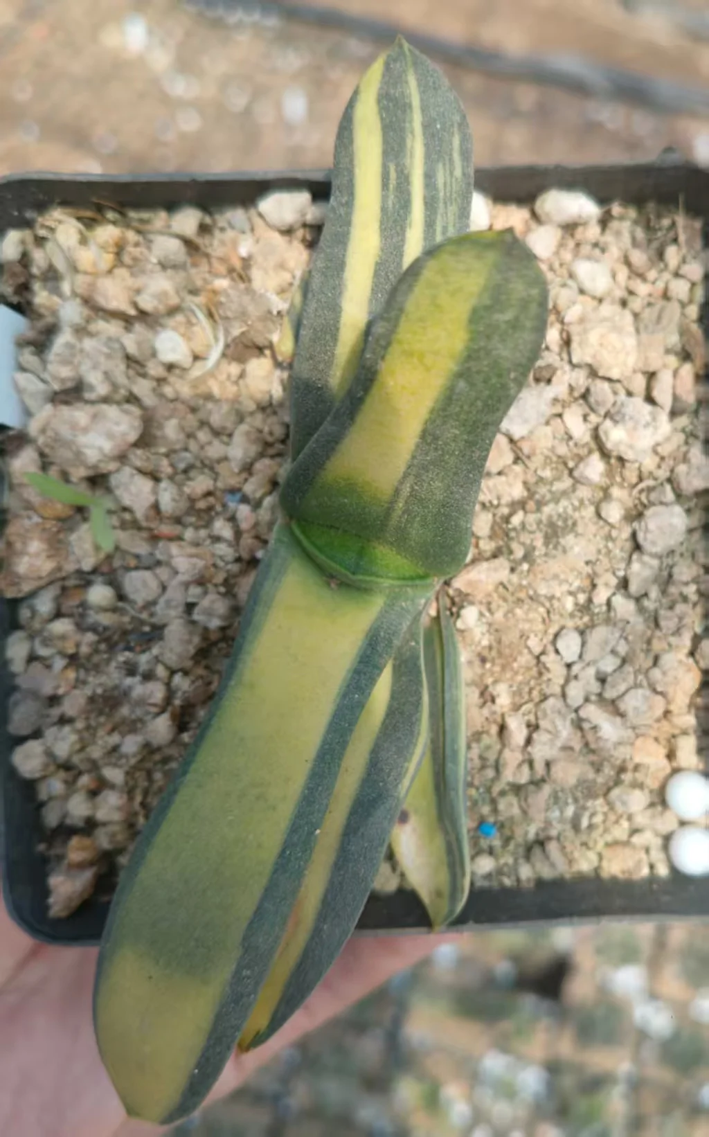 onestock.Gasteriea armstrongii f.variegata 9cm/ Haworthia/ Succulent plants / Garden landscape / Carefully select healthy plants