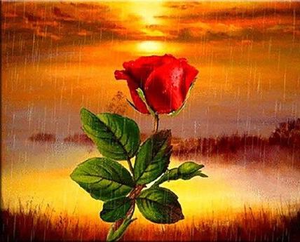 

Rose on Rainy Sky – Paint By Numbers - 40*50CM, 501 Original