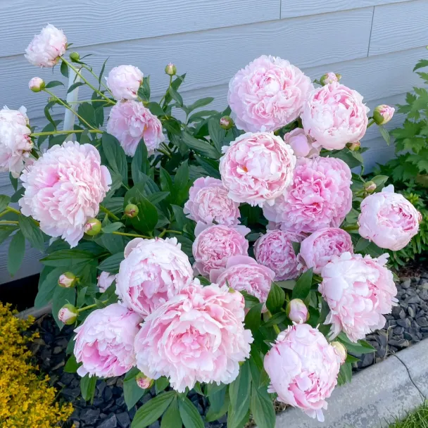🌺PEONY FLOWER SEEDS