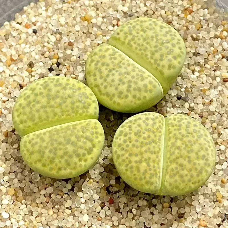 plant Aeonium Echeveria Haworthia  Caudex  Lithops Cactus  Agave 