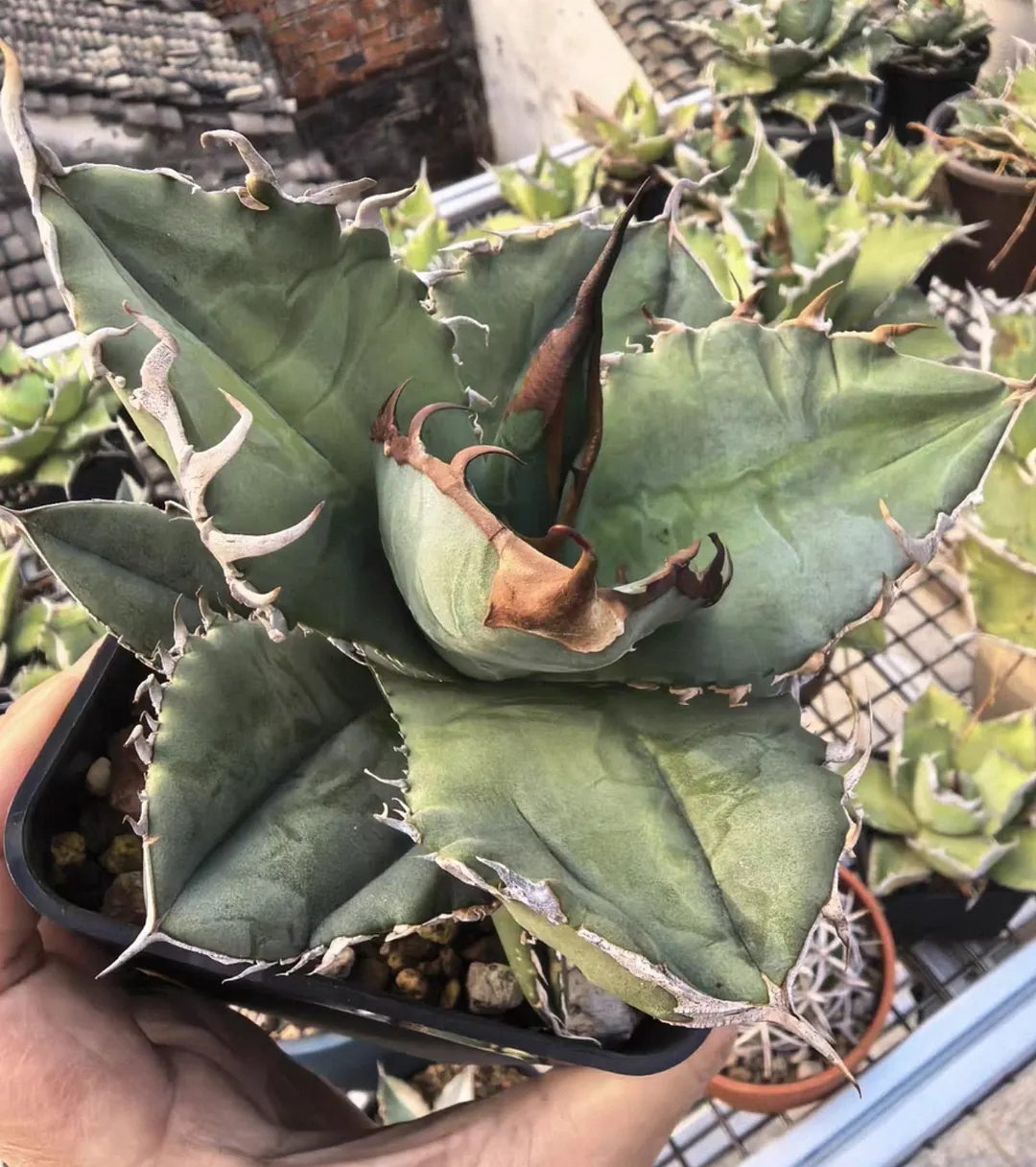 plant Aeonium Echeveria Haworthia  Caudex  Lithops Cactus  Agave 