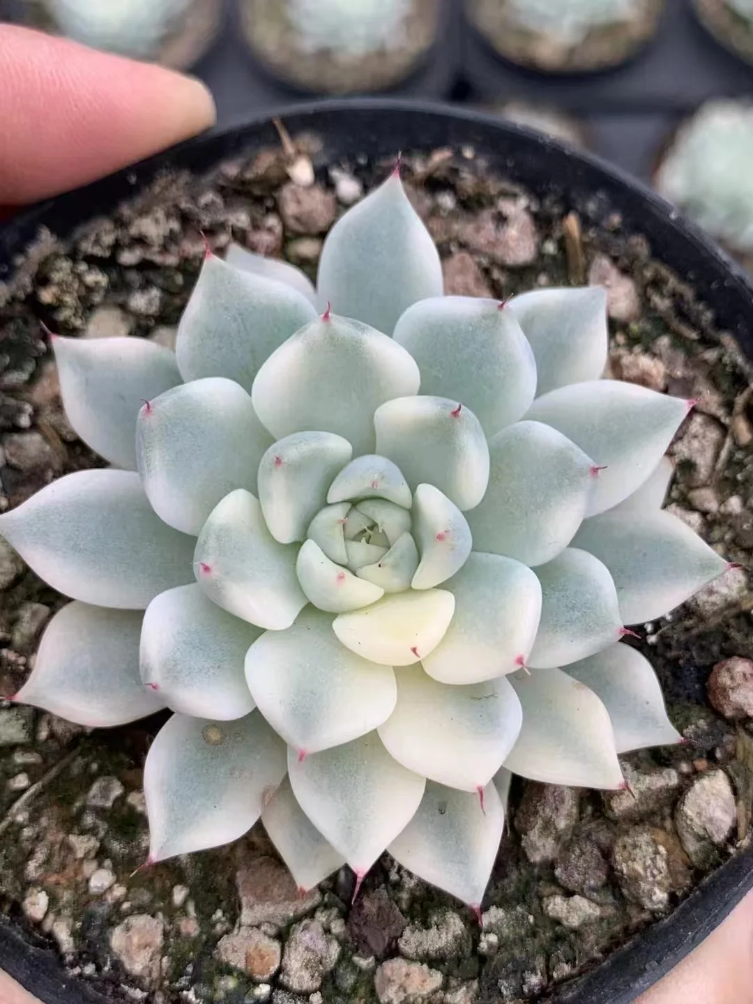 plant Aeonium Echeveria Haworthia  Caudex  Lithops Cactus  Agave 