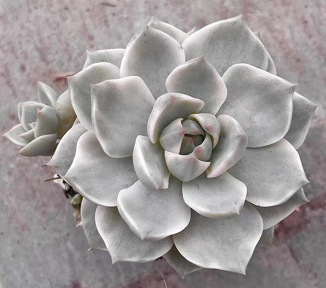 717.   White peony brocade  singel head 4-5cm / Echeveria / Succulent plants / Garden landscape / Carefully select healthy plants