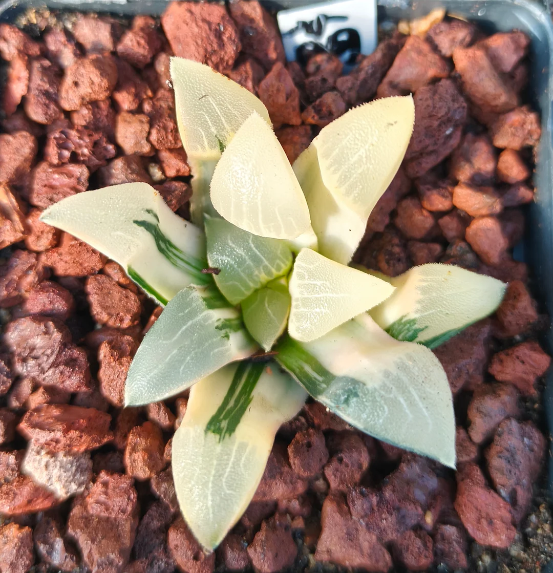 plant Aeonium Echeveria Haworthia  Caudex  Lithops Cactus  Agave 