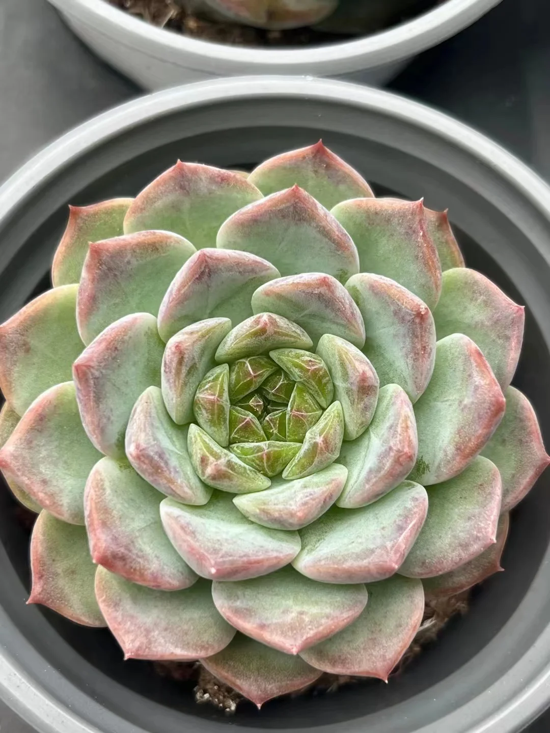 438.Echeveria Green ice soul. single head  4-5cm/Echeveria /  Succulent plants / Garden landscape / Carefully select healthy plants