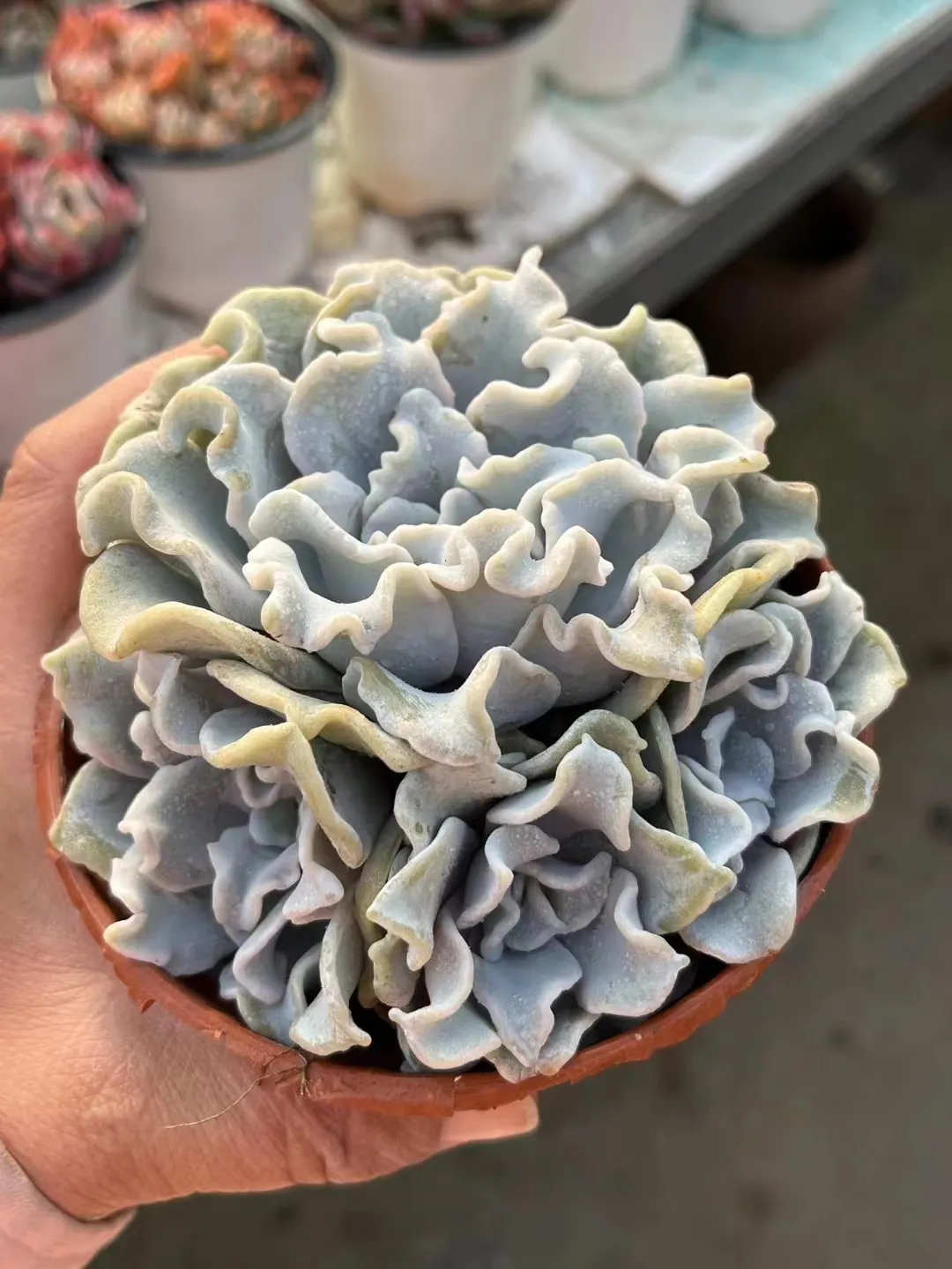 plant Aeonium Echeveria Haworthia  Caudex  Lithops Cactus  Agave 