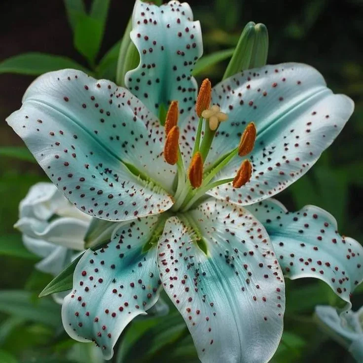 Green Spots Lily-Rare Exquisite Lily Bulbs 🌸
