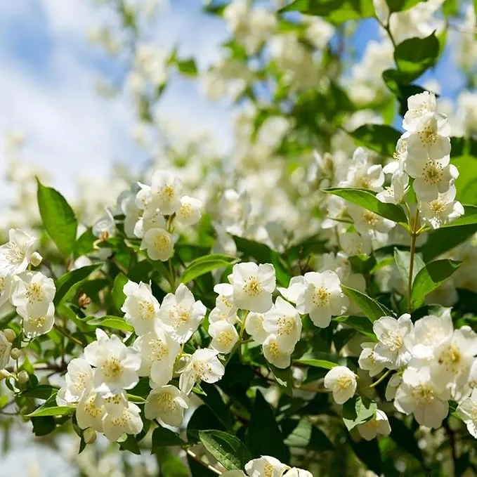 🎉Up to 70% off-🌼🌿Jasmine Seeds
