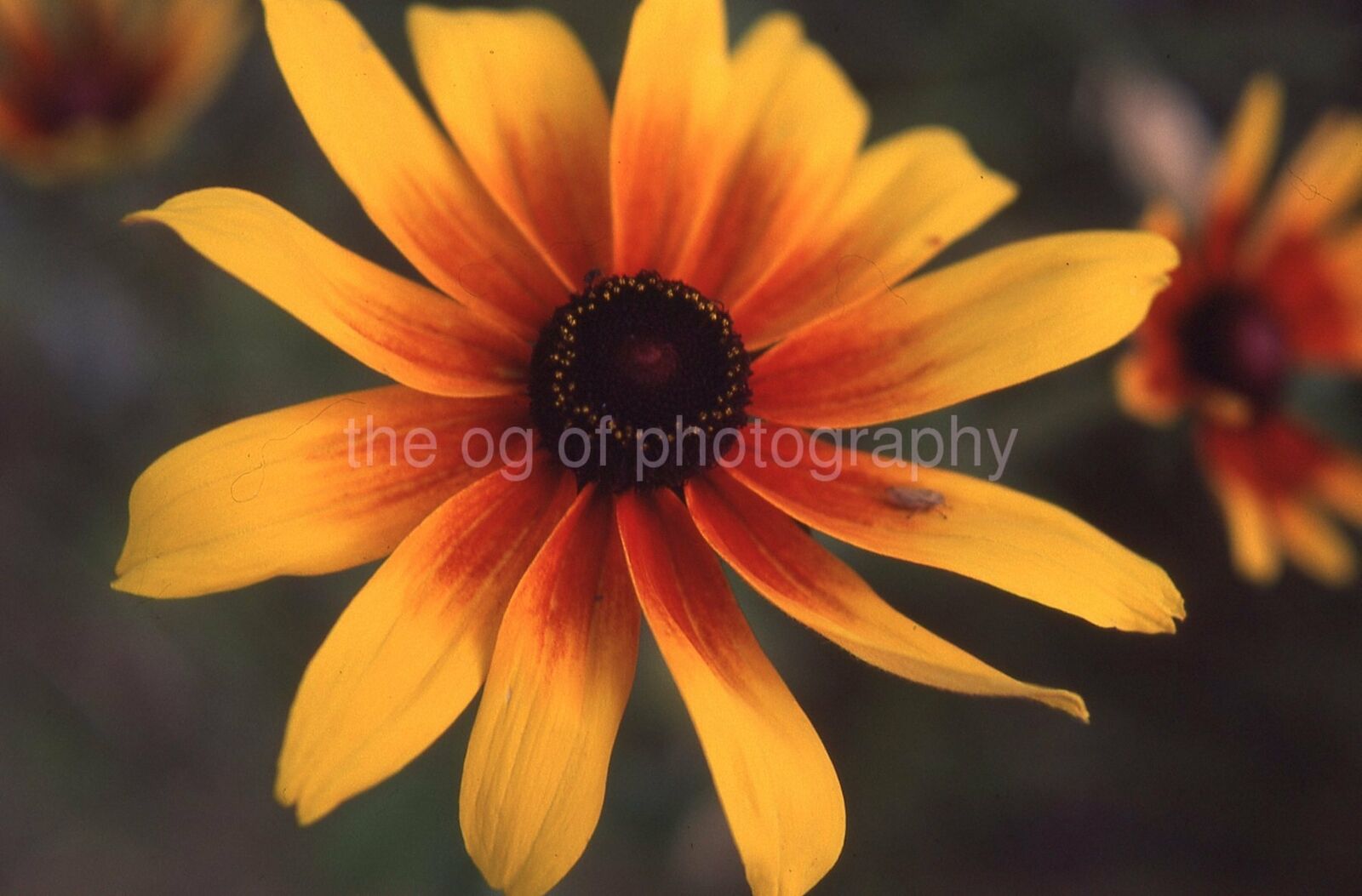 FLORAL CLOSE UP 35mm FOUND SLIDE Color Transparency FLOWER Photo Poster painting 21 T 66 P