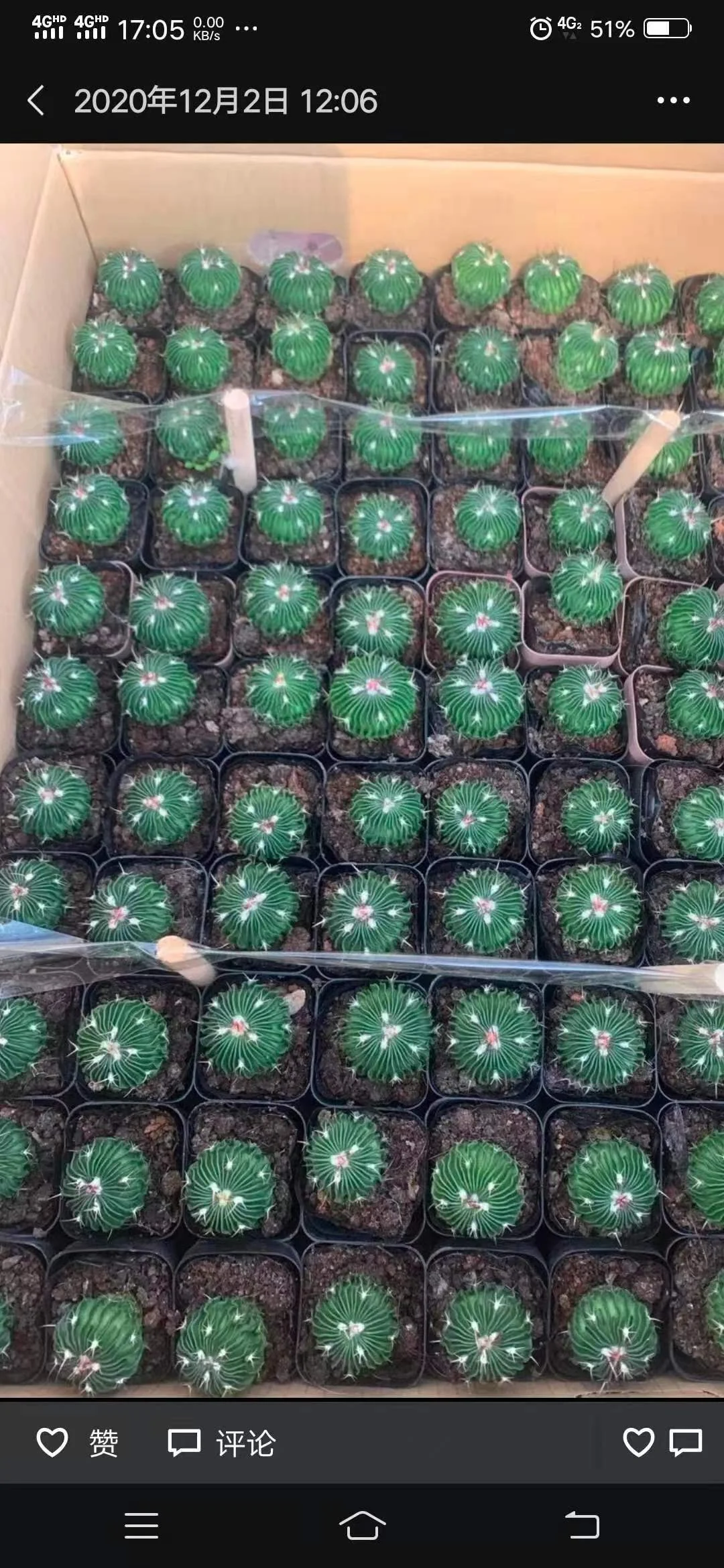 plant Aeonium Echeveria Haworthia  Caudex  Lithops Cactus  Agave 