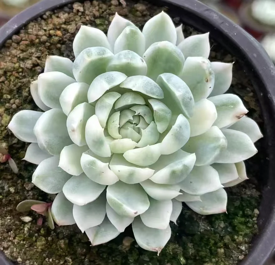 plant Aeonium Echeveria Haworthia  Caudex  Lithops Cactus  Agave 