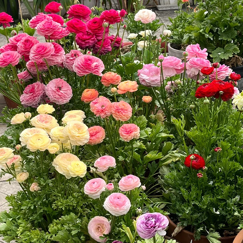 🌺 Ranunculus - Sacred Love