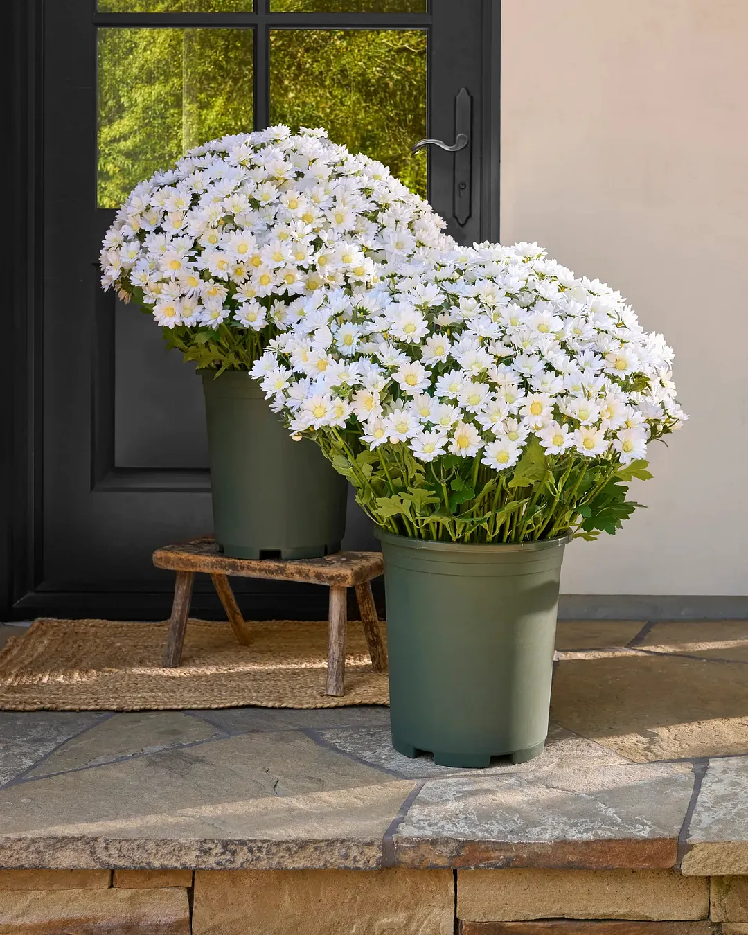 💥Last Day Each Only $2.59- Artificial Outdoor Sunset Mums Flowers - UV resistant. Waterproof. Windproof