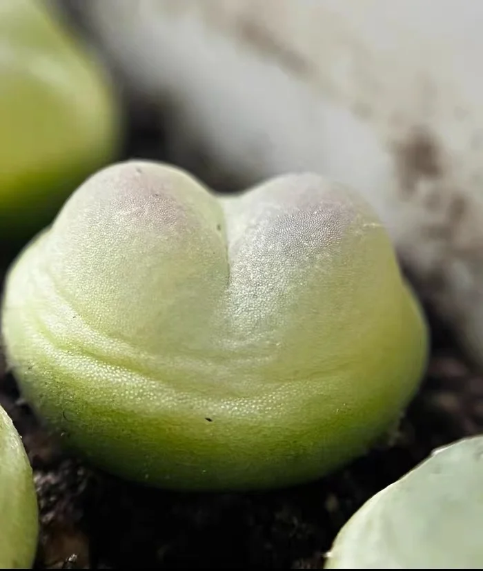 plant Aeonium Echeveria Haworthia  Caudex  Lithops Cactus  Agave 