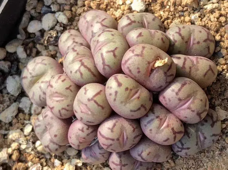 plant Aeonium Echeveria Haworthia  Caudex  Lithops Cactus  Agave 