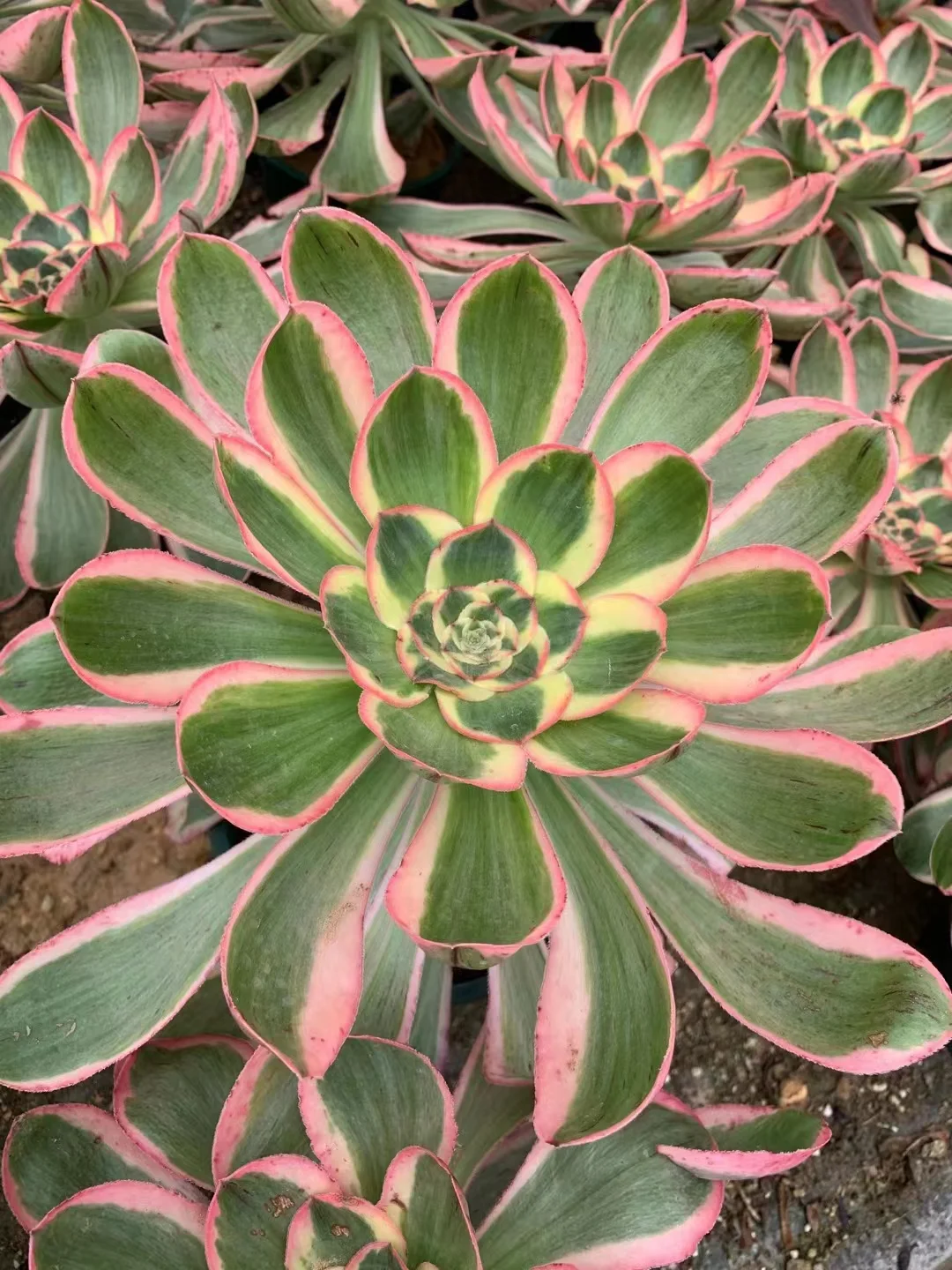 105. Zeus   single head and cutting  / Aeonium / Succulent plants / Garden landscape / Carefully select healthy plants