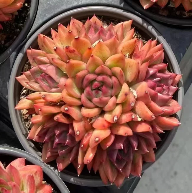 515. Echeveria  Floriana. single head and cluster /Echeveria/  Succulent plants / Garden landscape / Carefully select healthy plants