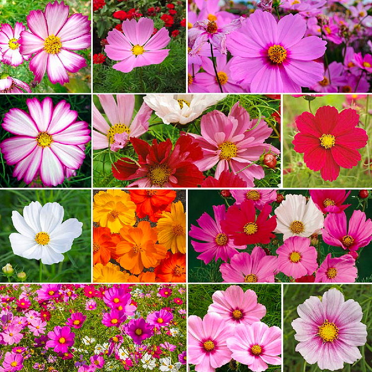 Crazy For Mixed Cosmos Flower Seed