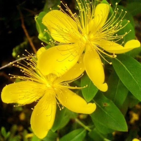 Yellow Hypericum Flowers seeds