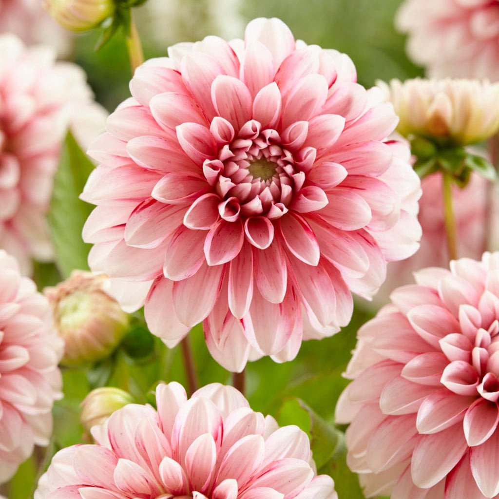 Dahlia ‘Strawberry Cream’ Seeds Jonyparkseed®
