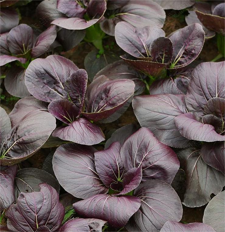 Purple Rape Brassica Seeds