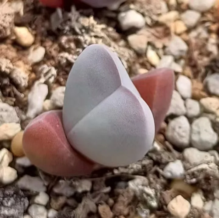 plant Aeonium Echeveria Haworthia  Caudex  Lithops Cactus  Agave 