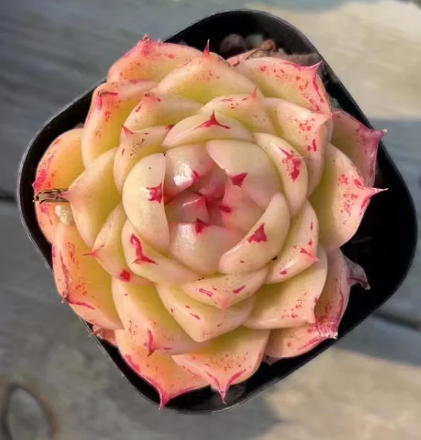 plant Aeonium Echeveria Haworthia  Caudex  Lithops Cactus  Agave 