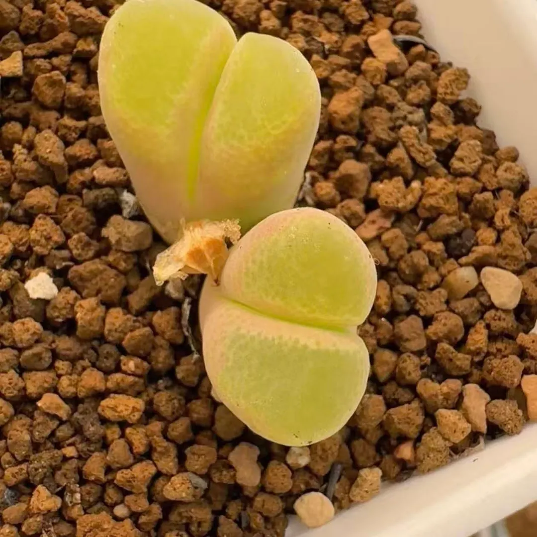 plant Aeonium Echeveria Haworthia  Caudex  Lithops Cactus  Agave 