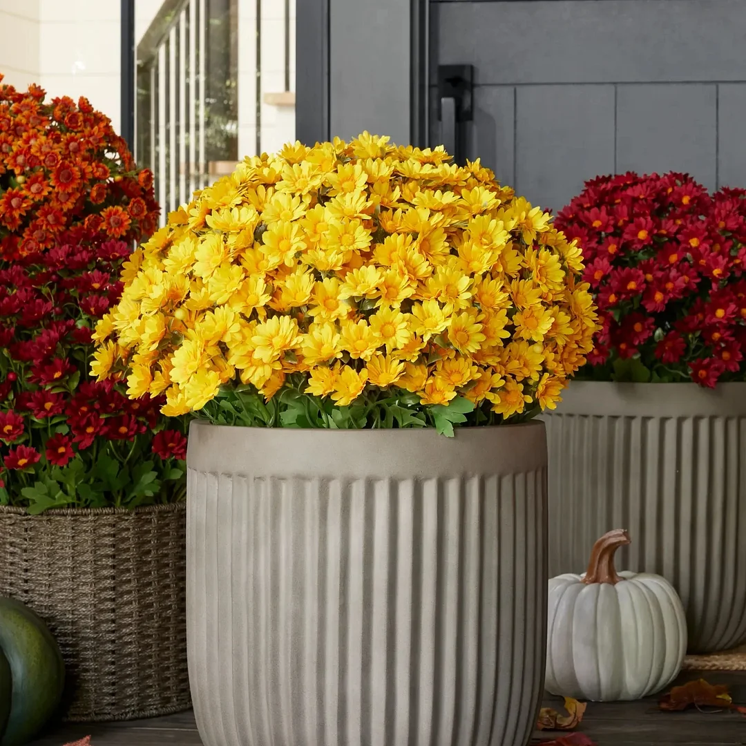 🏆Flash Sale⚡Artificial Outdoor Sunset Mums Flowers - UV resistant. Waterproof. Windproof