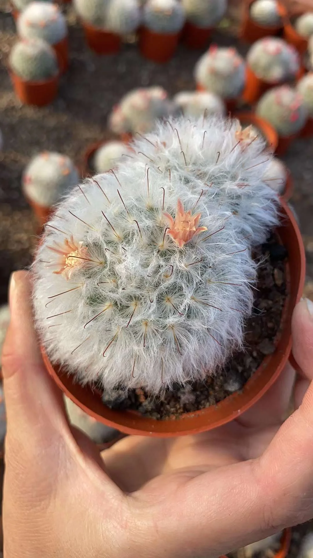 plant Aeonium Echeveria Haworthia  Caudex  Lithops Cactus  Agave 