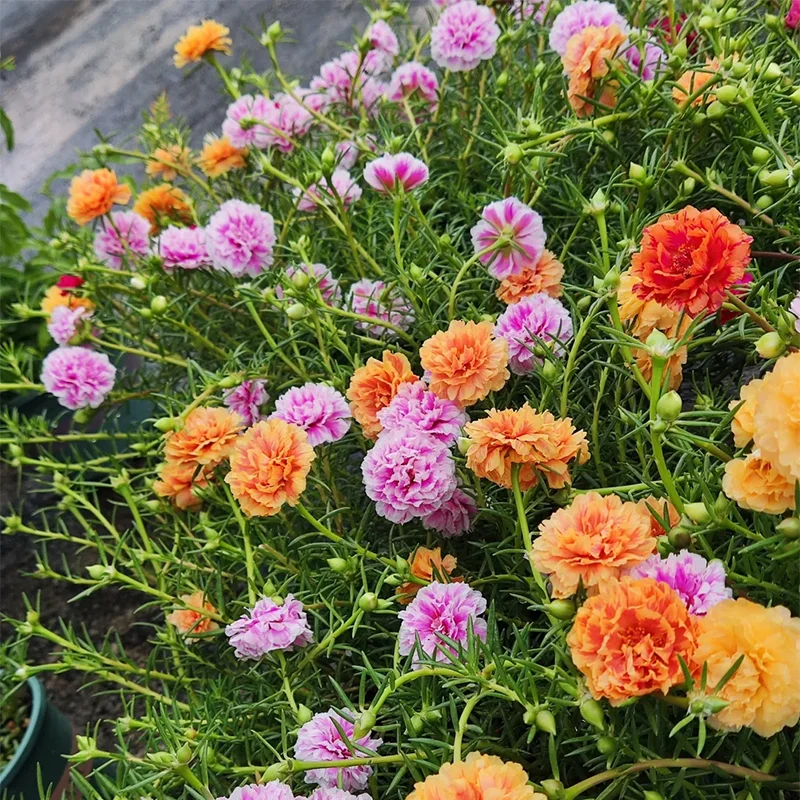 🌹MOSS ROSE—IMMORTAL FLOWER