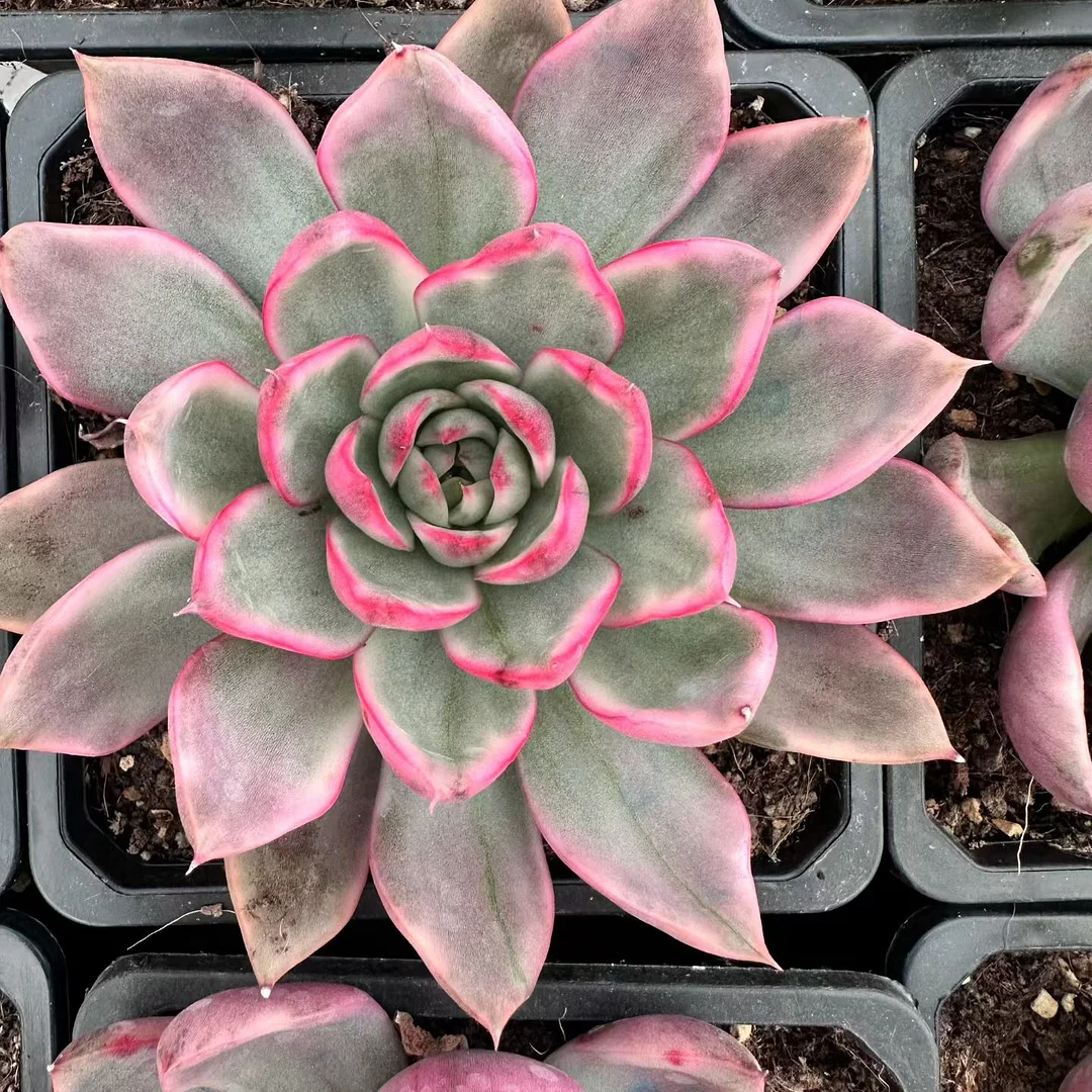 plant Aeonium Echeveria Haworthia  Caudex  Lithops Cactus  Agave 