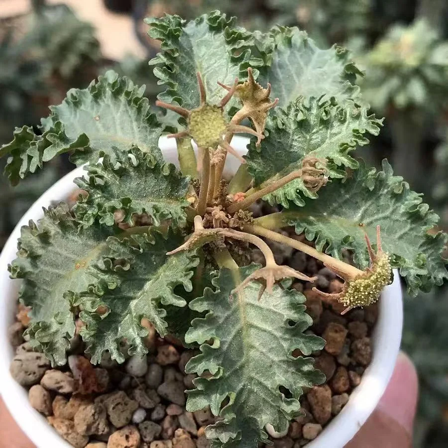 plant Aeonium Echeveria Haworthia  Caudex  Lithops Cactus  Agave 