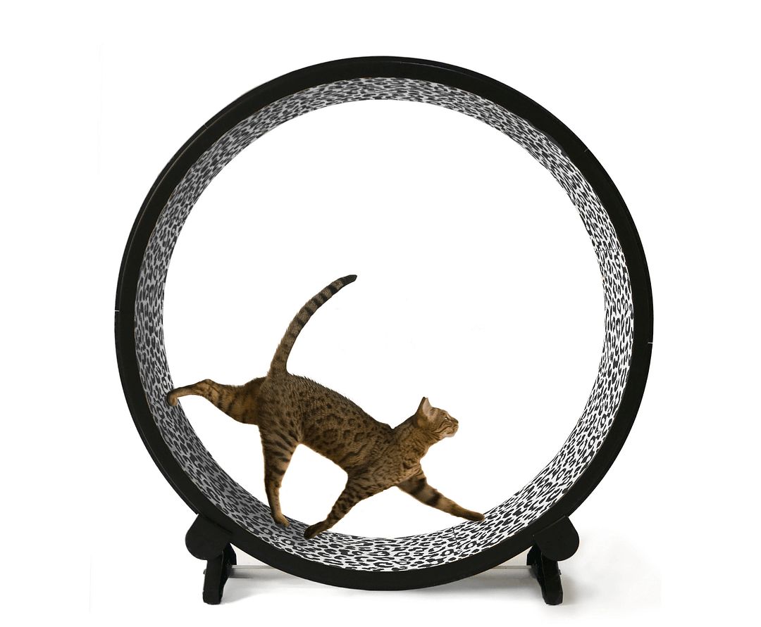 Cat Exercise Wheel