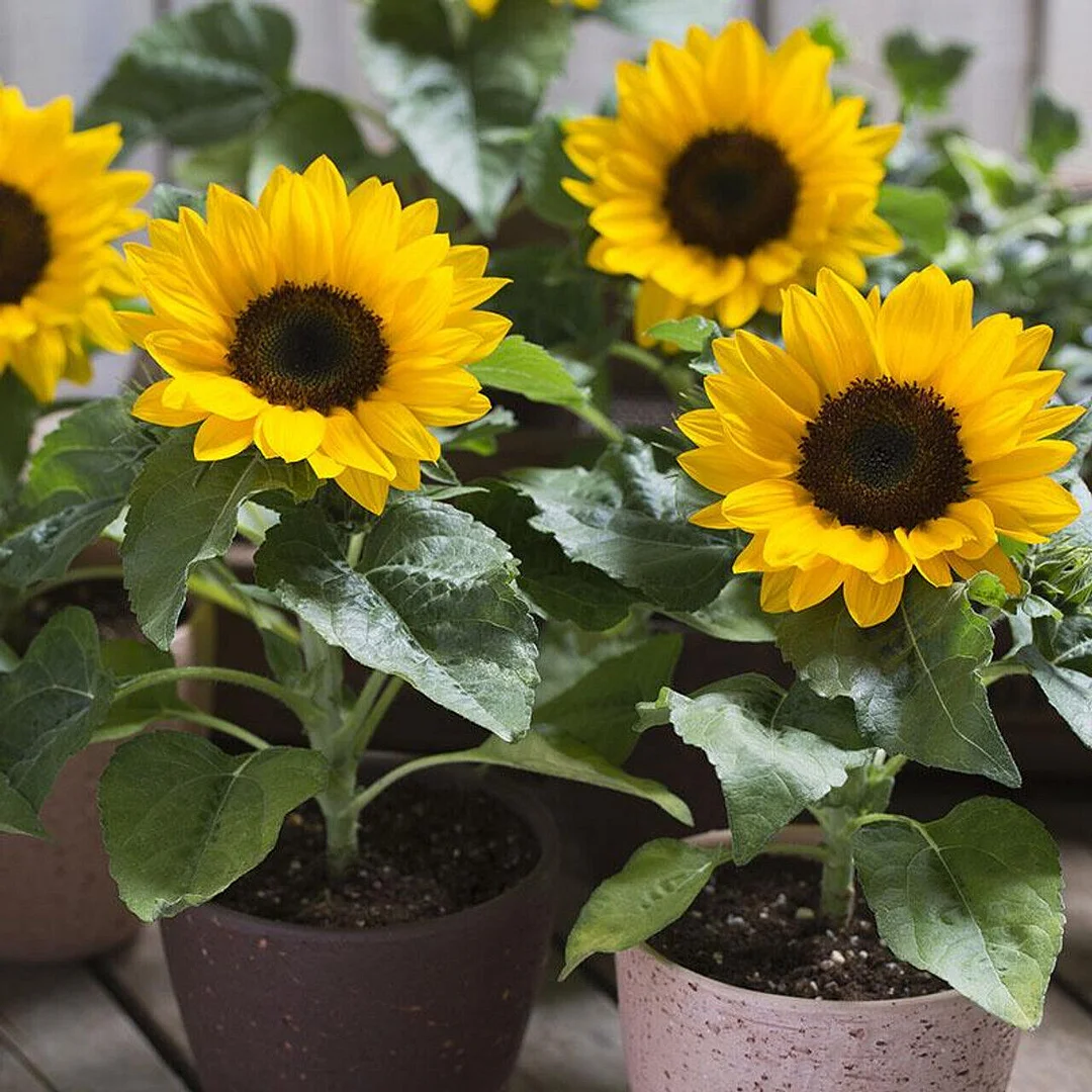 40pcs Dwarf Sunflower Seeds Rare Flower Seeds Jonyparkseed®