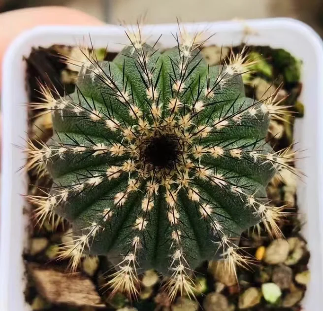 plant Aeonium Echeveria Haworthia  Caudex  Lithops Cactus  Agave 