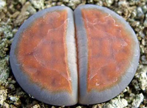 plant Aeonium Echeveria Haworthia  Caudex  Lithops Cactus  Agave 
