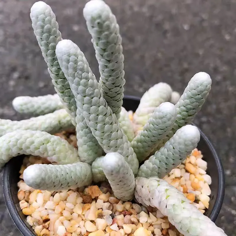 plant Aeonium Echeveria Haworthia  Caudex  Lithops Cactus  Agave 