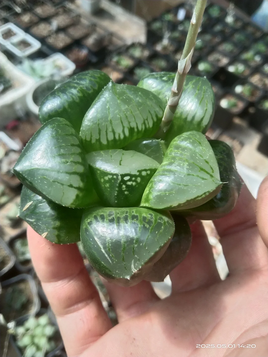 plant Aeonium Echeveria Haworthia  Caudex  Lithops Cactus  Agave 