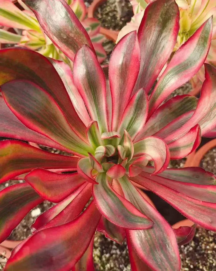 plant Aeonium Echeveria Haworthia  Caudex  Lithops Cactus  Agave 