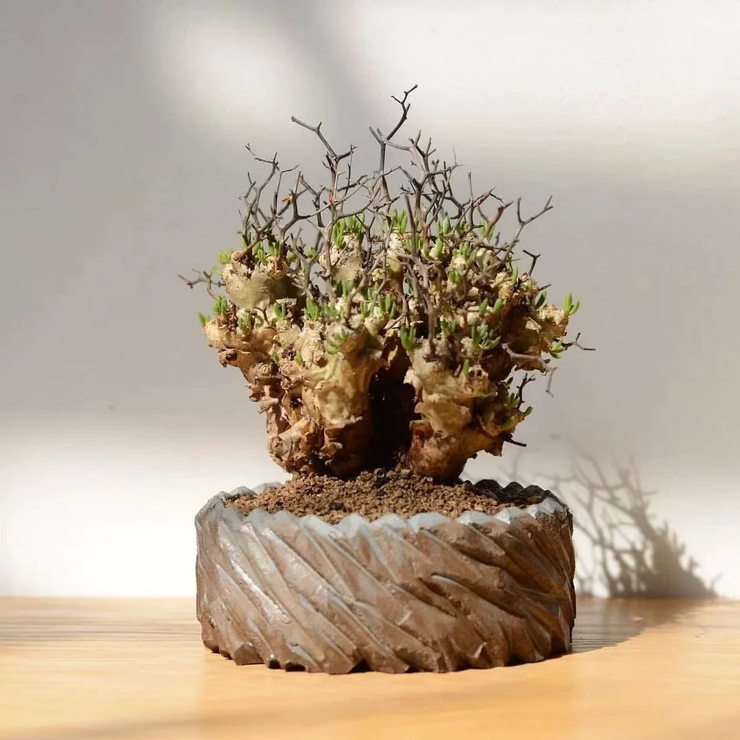 plant Aeonium Echeveria Haworthia  Caudex  Lithops Cactus  Agave 