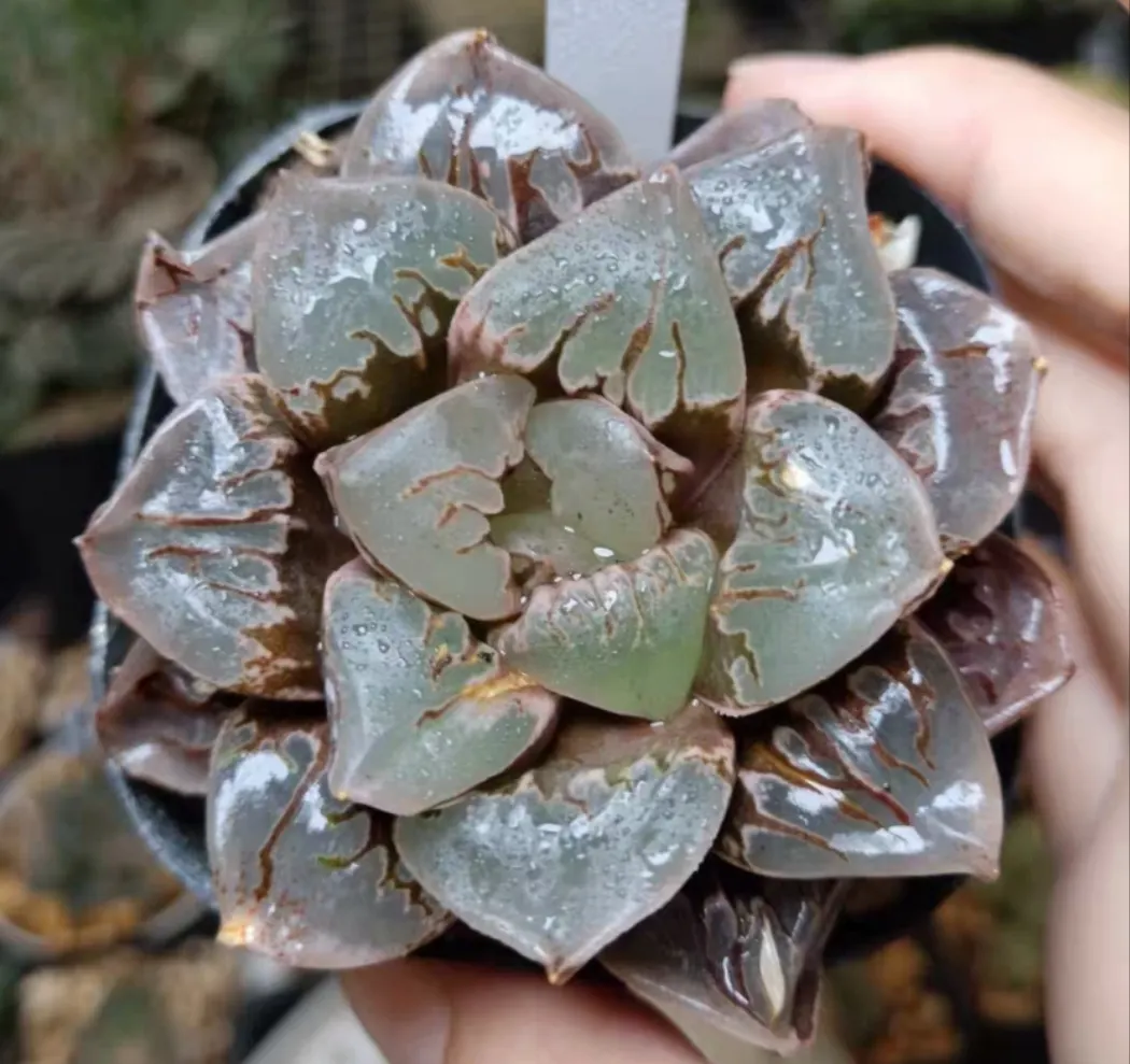 plant Aeonium Echeveria Haworthia  Caudex  Lithops Cactus  Agave 