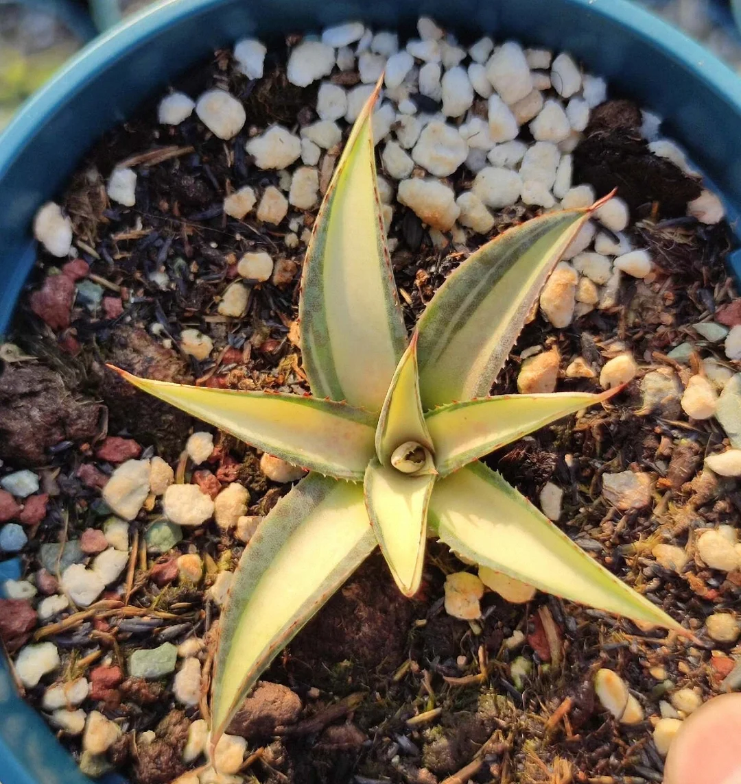 plant Aeonium Echeveria Haworthia  Caudex  Lithops Cactus  Agave 