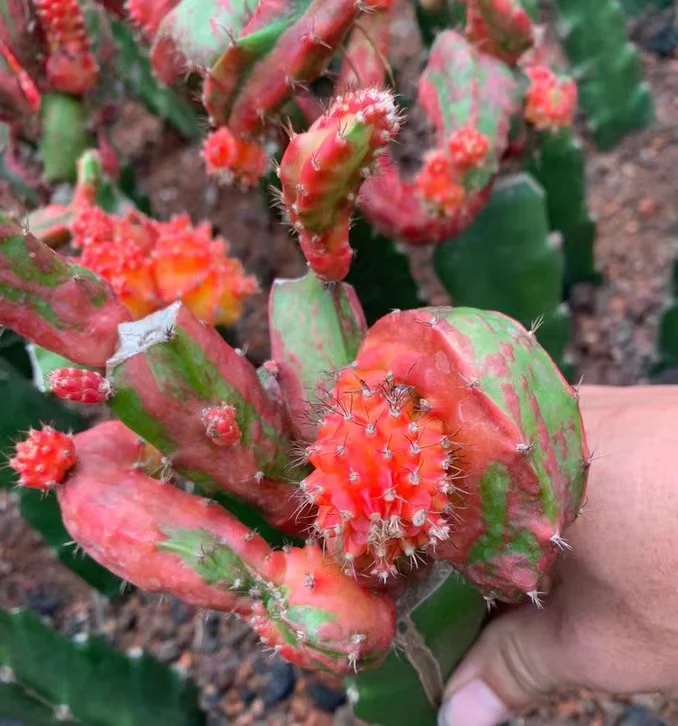 plant Aeonium Echeveria Haworthia  Caudex  Lithops Cactus  Agave 