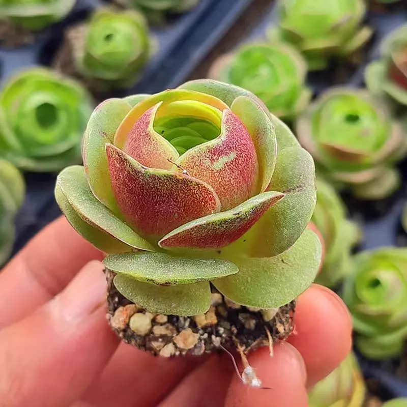 plant Aeonium Echeveria Haworthia  Caudex  Lithops Cactus  Agave 