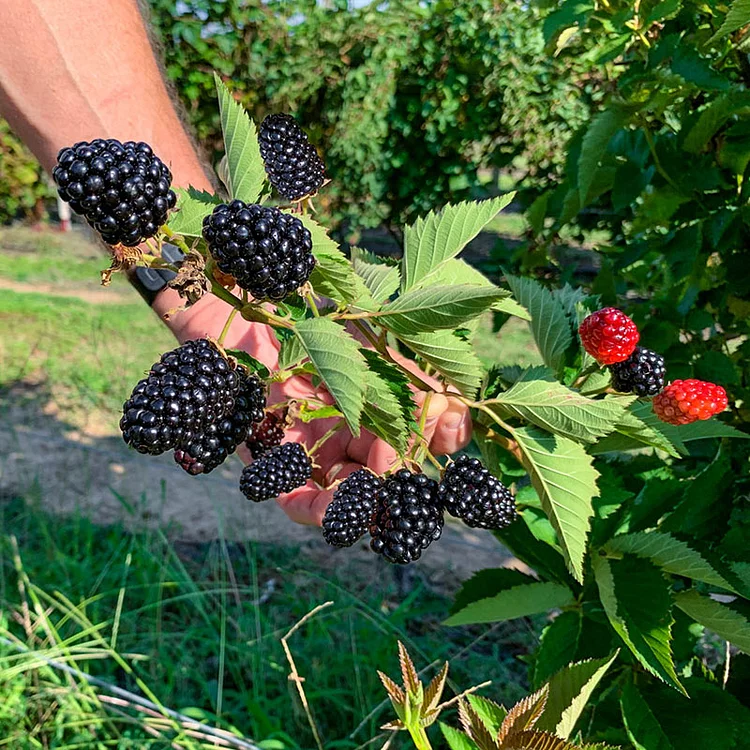 🫐Sweet Giant Blackberry Seeds Nature’s Sweet Gems 🍇