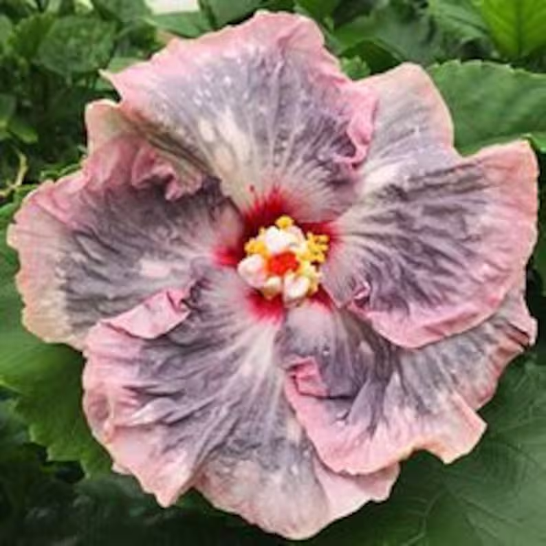 Beautiful Cosmic Dancer Hibiscus