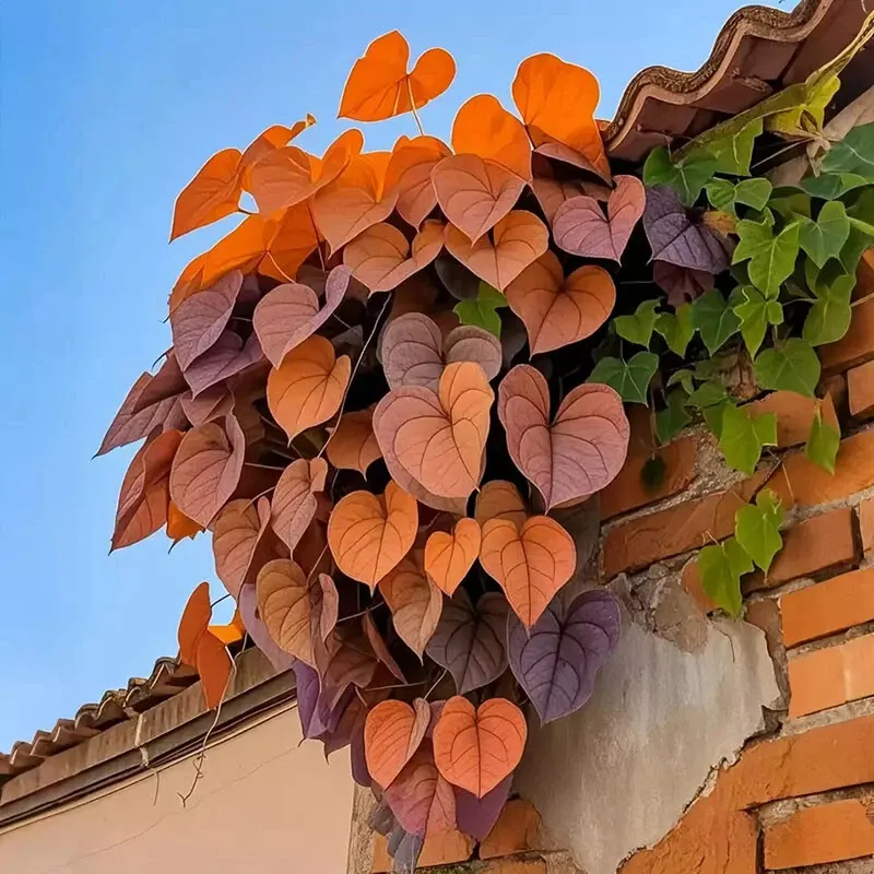 🌱Exotic Rare Leaf Seeds🏡Transform Your Garden into a Masterpiece