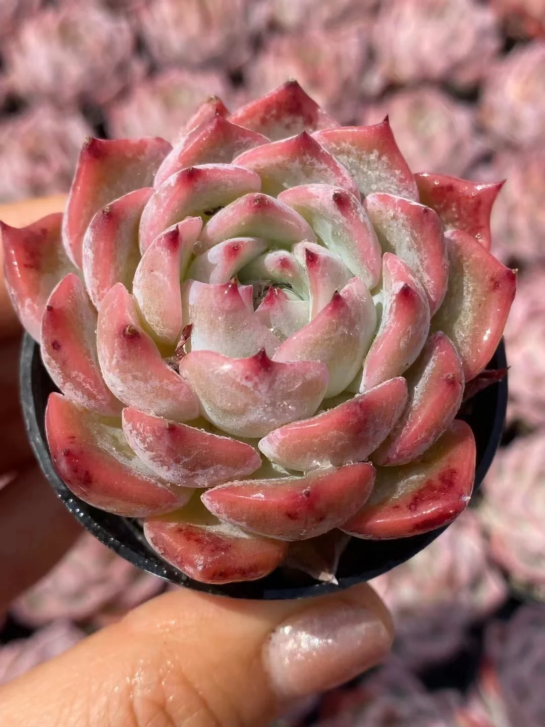 plant Aeonium Echeveria Haworthia  Caudex  Lithops Cactus  Agave 